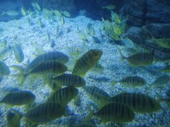 -烟台海昌鲸鲨海洋公园