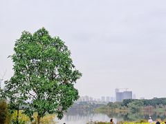 -海珠湖公园