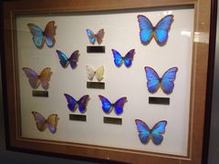 -上海昆虫博物馆