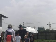 -南汇新场正宗水蜜桃采摘