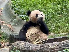 -都江堰中华大熊猫苑