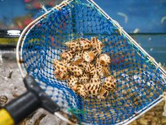 -明记海鲜大排档(巽寮湾店)