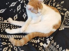 -平行世界·猫咖(首经贸店)