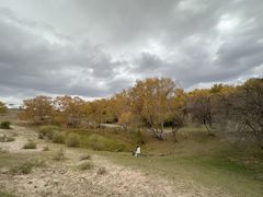 -乌兰布统景区-白桦林