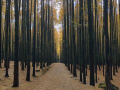 -山王坪喀斯特国家生态公园