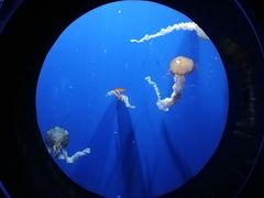 -成都浩海立方海洋公园