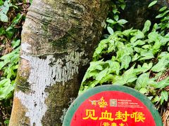-呀诺达热带雨林