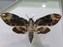 -上海昆虫博物馆