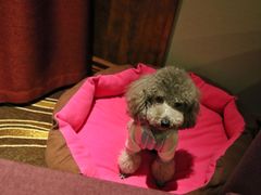 -PETKIT小佩宠物·低压洗护(国顺东路店)