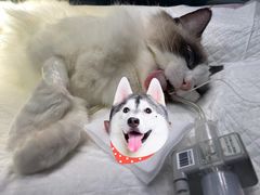 -仁仁嘉嘉宠物医院·骨外科中心·髋关节置换(北仑分院)