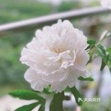 🍑bao买花材，一言难尽…