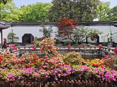 -上海醉白池公园