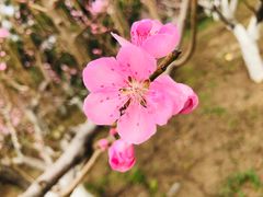 -苹果树下艺术餐厅(通州店)