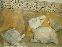 -上海大自然野生昆虫馆(东方明珠·爬宠昆虫探索中心)