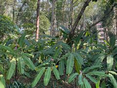 -中国科学院西双版纳热带植物园