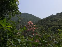 -梧桐山风景名胜区