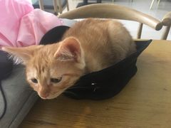 -平行世界·猫咖(首经贸店)