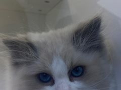 -小猫来了·猫舍(红山六九七九店)