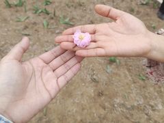 -石家庄市植物园