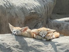 -上海野生动物园