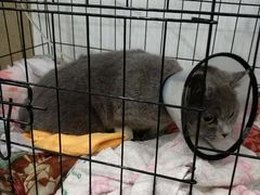 -伟伟宠物医院·CT影像中心·瑞派犬猫综合性门诊(汉口总院)
