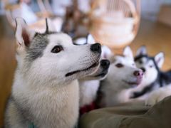 -Husky Go! 哈士奇体验馆·宠物咖啡厅狗咖