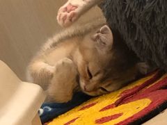 -momokira米努特·德文卷毛猫·棉花面纱犬