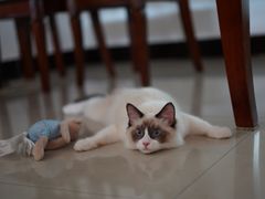 -喵zoo家庭繁育猫舍(尖东智能花园店)