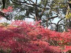-秋霞圃