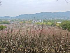 -香雪海