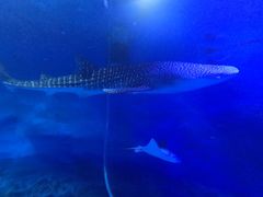 -烟台海昌鲸鲨海洋公园