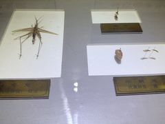 -上海昆虫博物馆