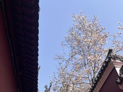 -长春观