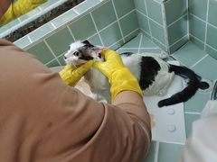 -山宅一喵德文卷毛猫舍