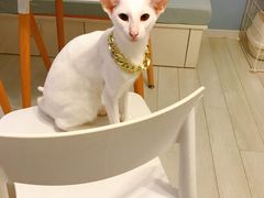 -喵的天空名猫咖啡馆·撸猫·猫舍·用品