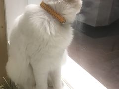 -Heymao猫咖.咖啡厅(东门店)