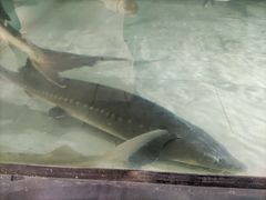 -苏州艺都古玩花鸟市场