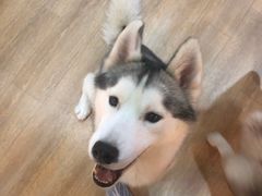 -Husky Go! 哈士奇体验馆·宠物咖啡厅狗咖