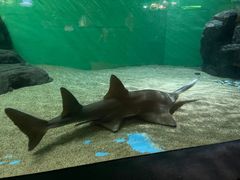 -上海海洋水族馆