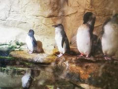 -悉尼海洋生物水族馆