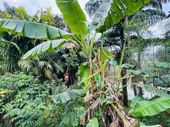 -南宁良凤江国家森林公园