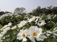 -洛阳市隋唐城遗址植物园