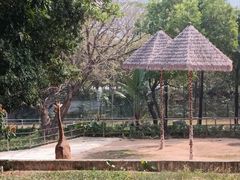 -深圳野生动物园