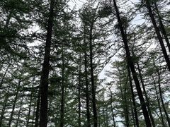 -鲁山国家森林公园