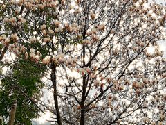 -盘龙黄鳝(盘龙居店)