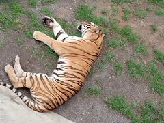 -石家庄市动物园