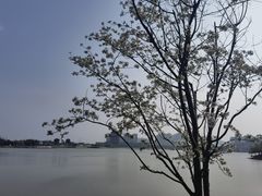 -九龙湖公园