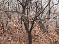 -盐城丹顶鹤湿地生态旅游区