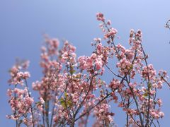 -天适樱花悠乐园