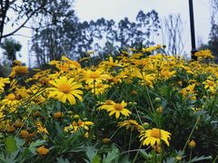 -三圣花乡旅游区